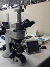 偏光顕微鏡