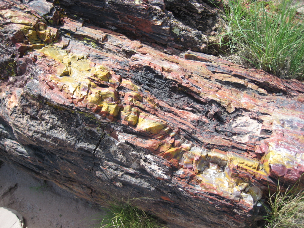 Petrified Forest4