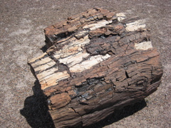 Petrified Forest1